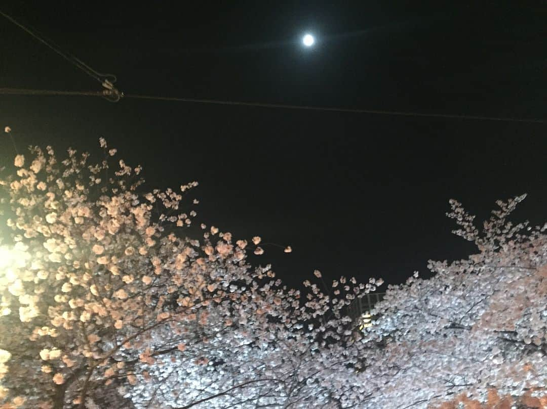 中野麗来さんのインスタグラム写真 - (中野麗来Instagram)「#桜」4月12日 22時10分 - reina.n824