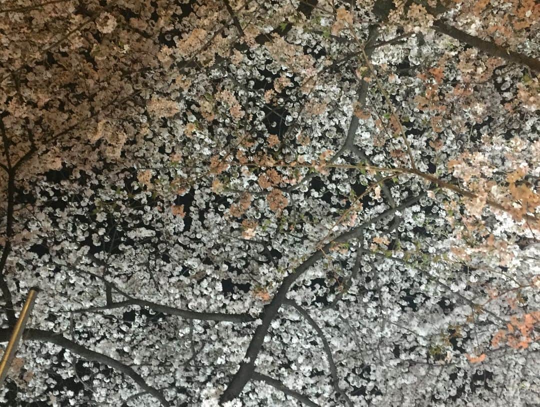 中野麗来さんのインスタグラム写真 - (中野麗来Instagram)「#桜」4月12日 22時10分 - reina.n824