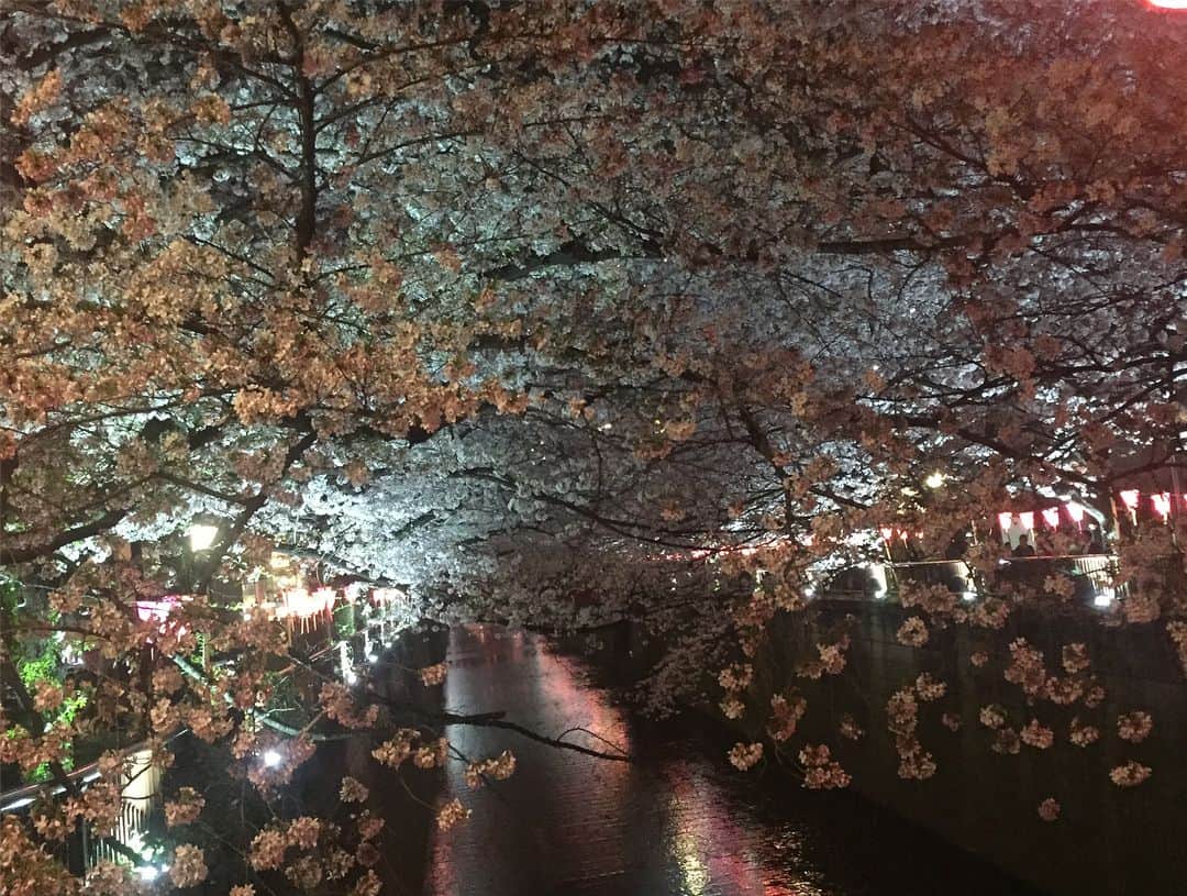 中野麗来さんのインスタグラム写真 - (中野麗来Instagram)「#桜」4月12日 22時10分 - reina.n824