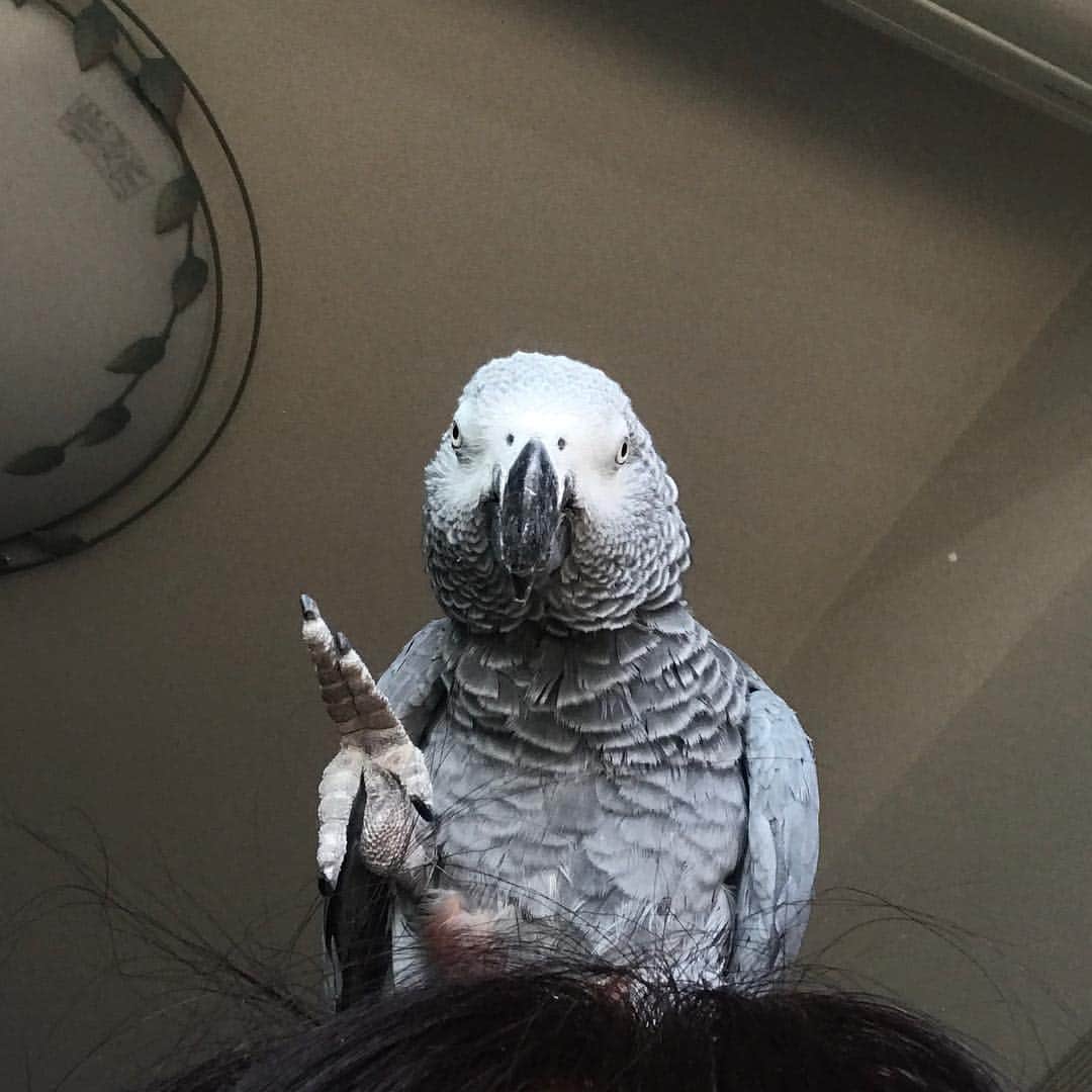 内田美奈子のインスタグラム：「ちょっとそこのあんた！  #africangrayparrot #parrot #ヨウム ‪#じゃんくろ ‬」