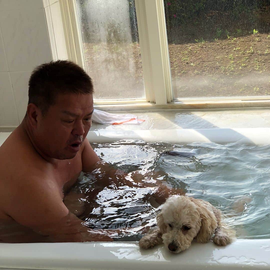 金村義明さんのインスタグラム写真 - (金村義明Instagram)「#朝風呂#アロン#トイプードルの姿をした息子」4月13日 9時43分 - yoshiaki_kanemura
