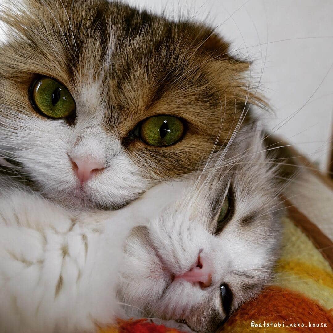 旅猫かあさんさんのインスタグラム写真 - (旅猫かあさんInstagram)「🌞NUTS & PINO  #またたび猫ハウス」4月13日 11時52分 - matatabi_neko_house