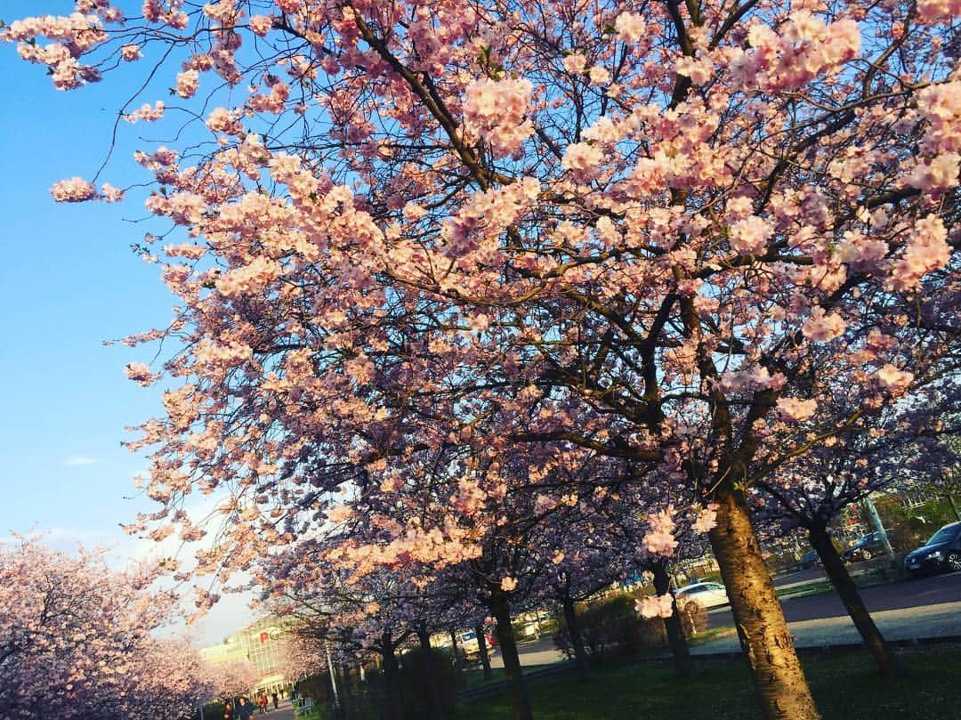 矢島倫太郎のインスタグラム：「ドイツにも桜がある🌸 #Kirschbaum#桜」