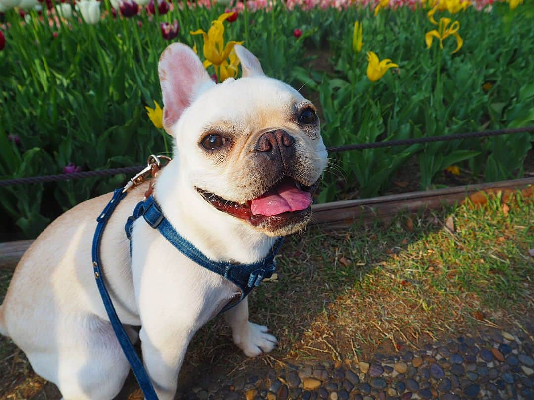 永尾まりやさんのインスタグラム写真 - (永尾まりやInstagram)「我ながらよく撮れてる📸 りおん氏の犬のつね #国営昭和記念公園」4月13日 18時08分 - mariyagi_san