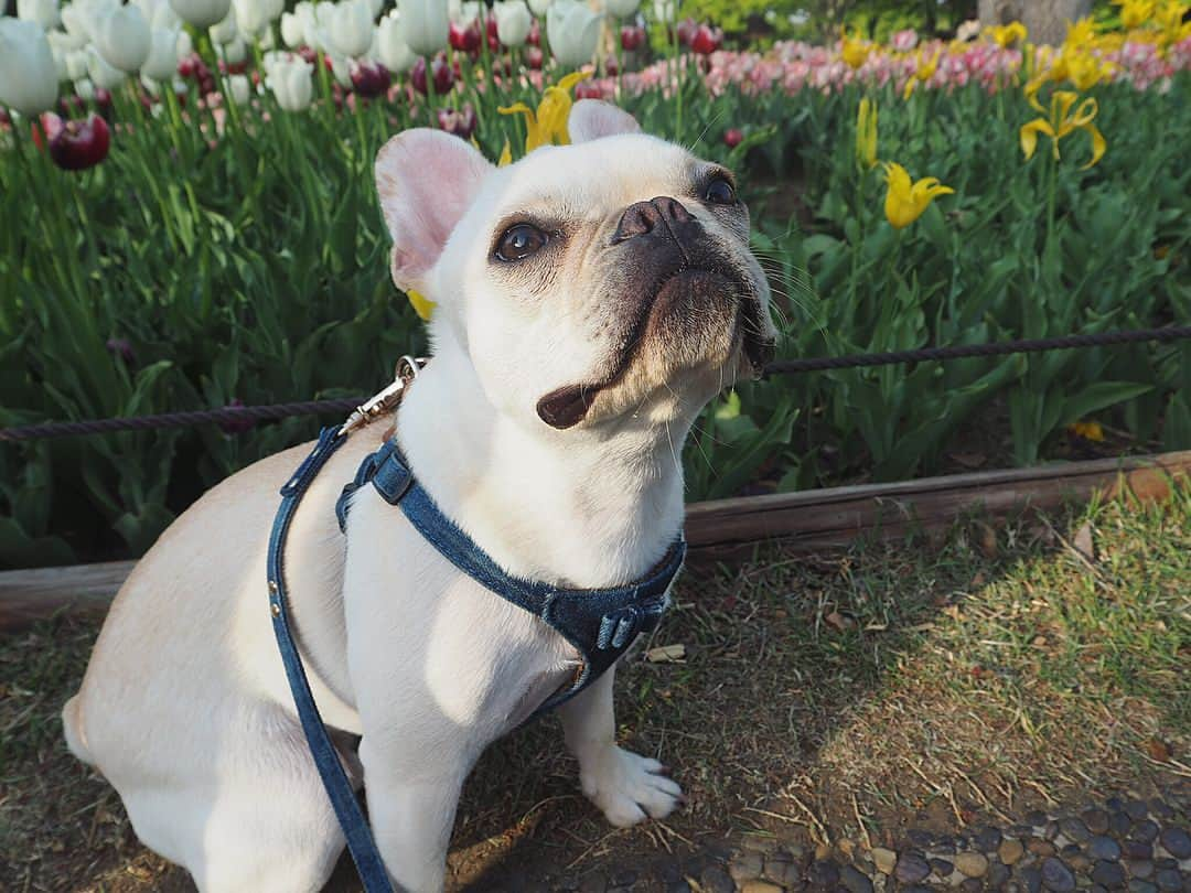 永尾まりやさんのインスタグラム写真 - (永尾まりやInstagram)「我ながらよく撮れてる📸 りおん氏の犬のつね #国営昭和記念公園」4月13日 18時08分 - mariyagi_san