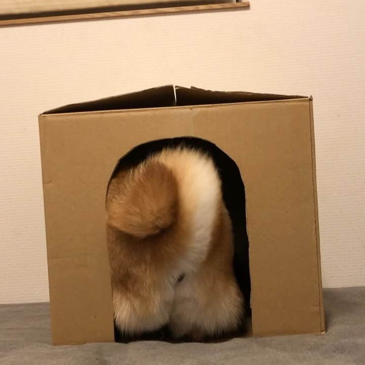 マロたんのインスタグラム：「I have the fidgets. 入って！出る！ #なんかちゃうねん #だそうです #shiba #shinainu #weeklyfluff」