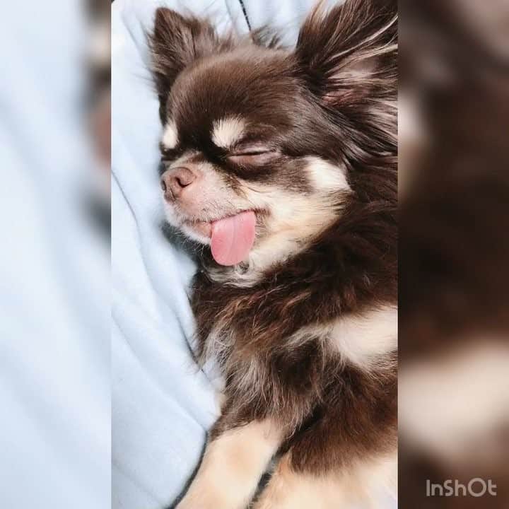 のインスタグラム：「可愛い過ぎる～❤️❤️親バカ😶💦💓 おやすみなさい🌃✨ #チワワ#チョコタン#ロングコートチワワ #おやすみなさい #gn #ベロ出しチワワ」