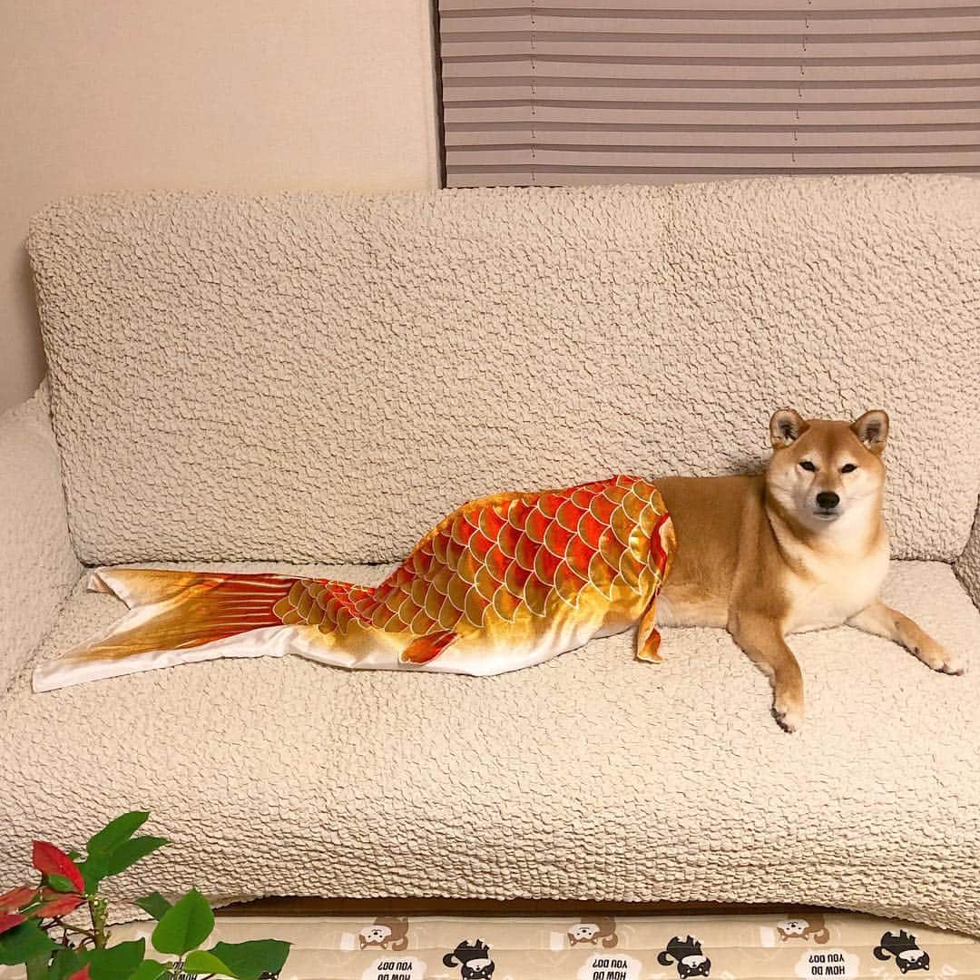 マロたんのインスタグラム：「🧜‍♀️🎏🧜‍♀️🎏🧜‍♀️🎏 使わなくなった鯉のぼり、こんな活用法いかがでしょうか #いかがでしょうか言われても #ね奥さん #shiba #shibainu #weeklyfluff」