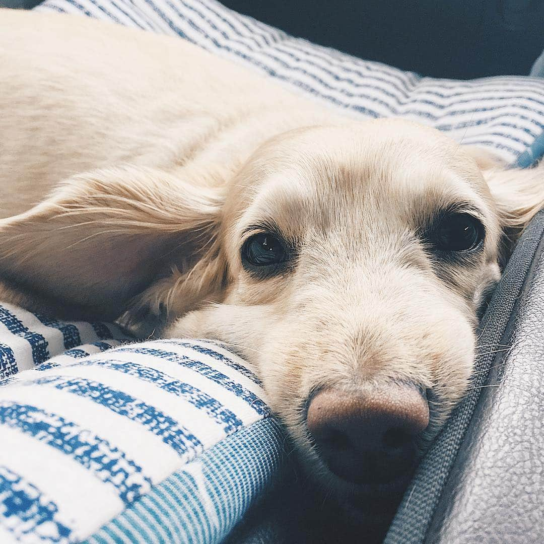 NARA and ABBYのインスタグラム：「shotgun rider🐶🚙💨💨💨 助手席のひと。」