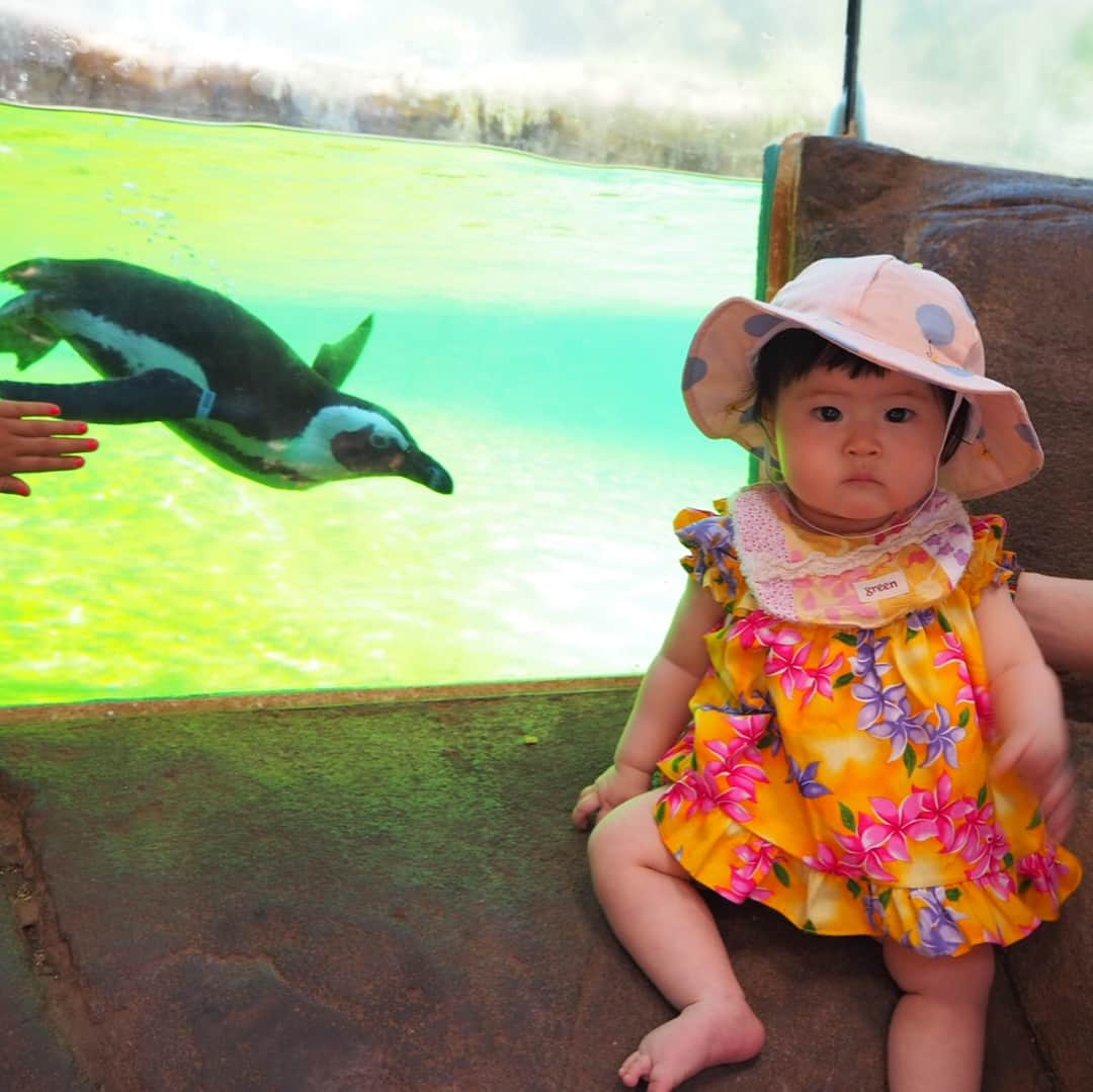 PINKYさんのインスタグラム写真 - (PINKYInstagram)「Honolulu Zoo🦒🐘🌈🌿 . すごく気持ちが良かったホノルル動物園👨‍👩‍👧🎶 .  ブログを更新しました📝❤️ ・・・ #love #happy #family #springbreak #islandtrip #vacation #hawaii #honoluluzoo #baby #babygirl #生後9ヶ月 #hubbywifey #mommydaddy #daughterlove #nofilterneeded」4月14日 15時46分 - shanti_pinky_shanti