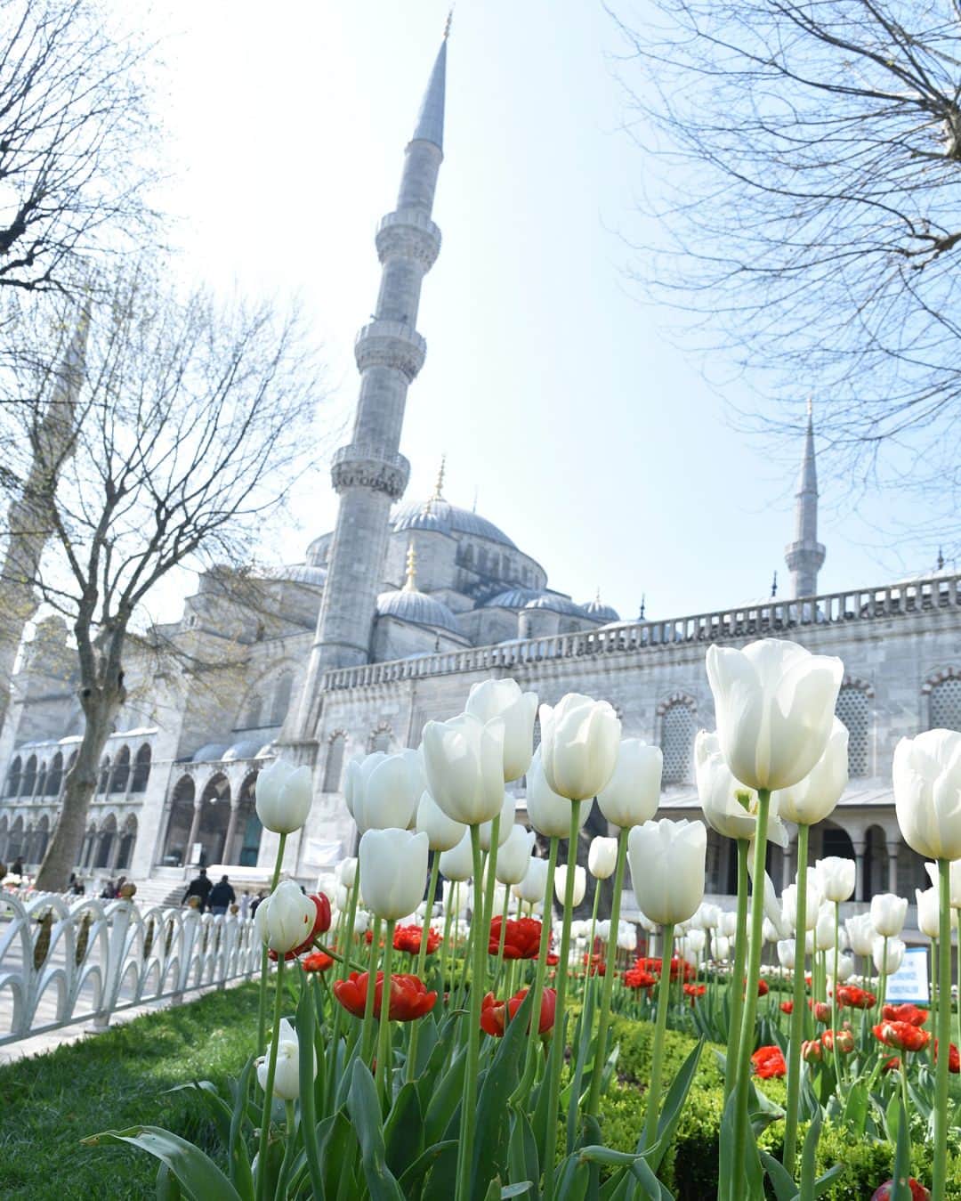 masayaさんのインスタグラム写真 - (masayaInstagram)「1,2 Early morning Istanbul 早朝のイスタンブール Sultanahmet Camii ブルーモスク #INFLOWSummits #TulipFestivalIstanbul #turkey #Istanbul #トルコ #イスタンブール #travel #trip #旅行 #flowers #花 #チューリップ #tulips #Tulip」4月14日 19時31分 - moonlightice