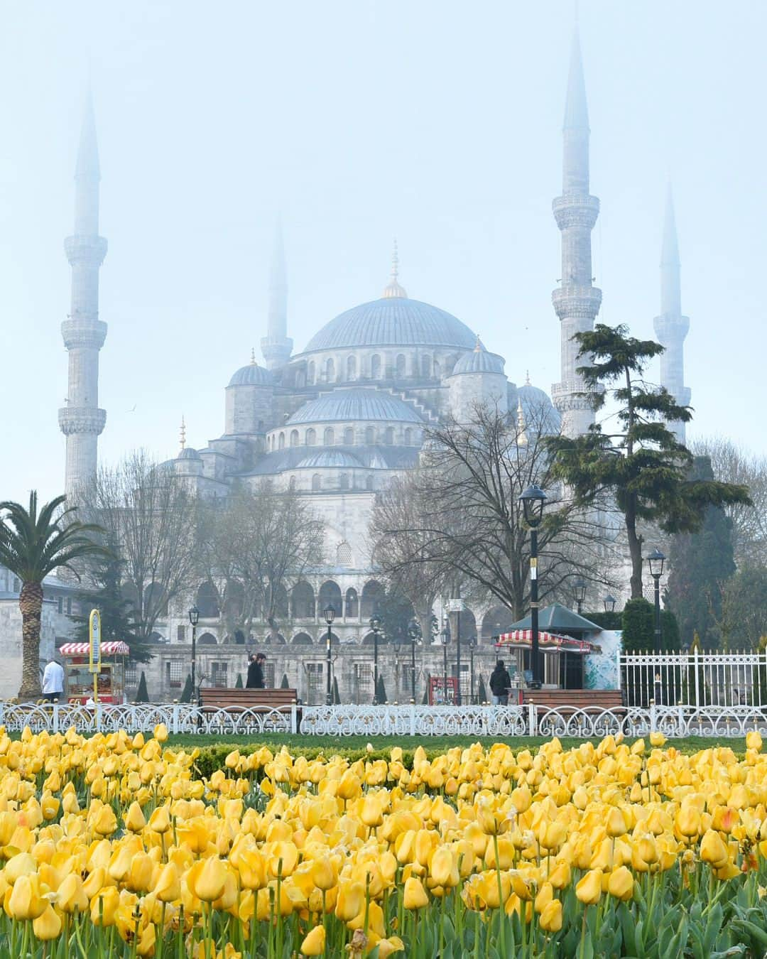 masayaさんのインスタグラム写真 - (masayaInstagram)「1,2 Early morning Istanbul 早朝のイスタンブール Sultanahmet Camii ブルーモスク #INFLOWSummits #TulipFestivalIstanbul #turkey #Istanbul #トルコ #イスタンブール #travel #trip #旅行 #flowers #花 #チューリップ #tulips #Tulip」4月14日 19時31分 - moonlightice