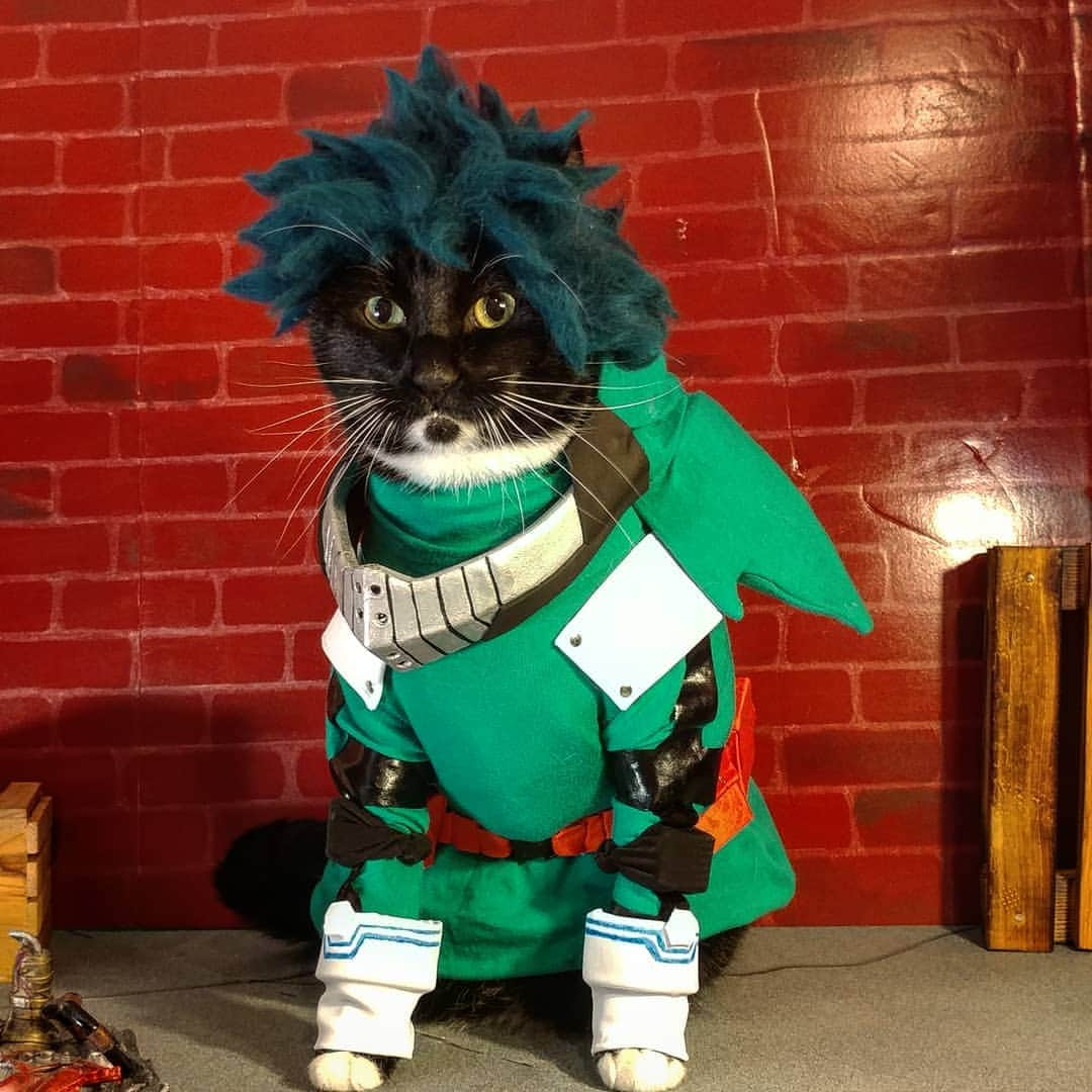 猫コスプレさんのインスタグラム写真 - (猫コスプレInstagram)「"A smiling... dependable... cool hero... That's what I wanna be! That's why I'm giving it everything! For everyone! " ~Izuku Meow-doriya  #MyHeroAcademia #IzukuMidoriya #Deku #Catcosplay #myheroacademiacosplay #myheroacademiafanart #dekucosplay #izukumidoriyacosplay #僕のヒーローアカデミア #bokunoheroacademia」4月15日 7時54分 - cat_cosplay