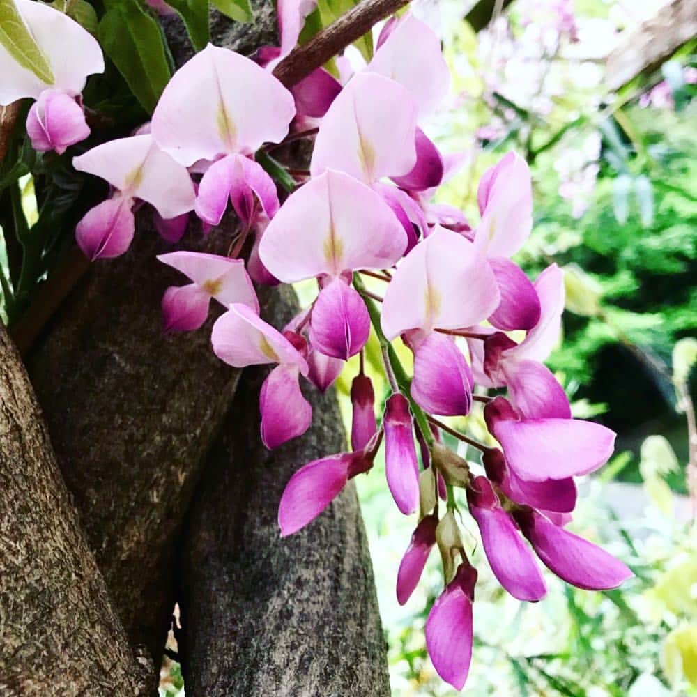 山本みらいさんのインスタグラム写真 - (山本みらいInstagram)「goodmorning☺︎ . 昨日行った公園で発見。 きれいな色と香りでうっとり。 . . #藤の花 #紫がすき #💜 . ちょっとピンク寄りの色、、 こんな色のワンピース欲しい。」4月15日 9時22分 - mirai_yamamoto