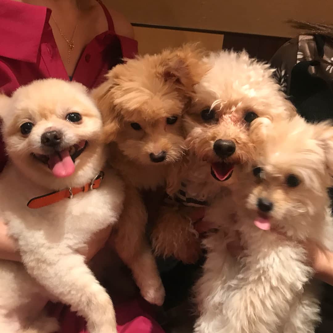 サキ吉さんのインスタグラム写真 - (サキ吉Instagram)「昨日はめありちゃんにお誕生日お祝いしてもらいました☺️💖 わんこと行ける鉄板焼き屋さん💋 家族大集合だった❤️ 2人して泣いちゃったり😂 さきっていい友達持ったなぁ💓 大好きです❤️ . #六本木 #やさいや #鉄板焼き #犬OK #お誕生日会 #ありがとう」4月15日 15時49分 - sakikichi1201