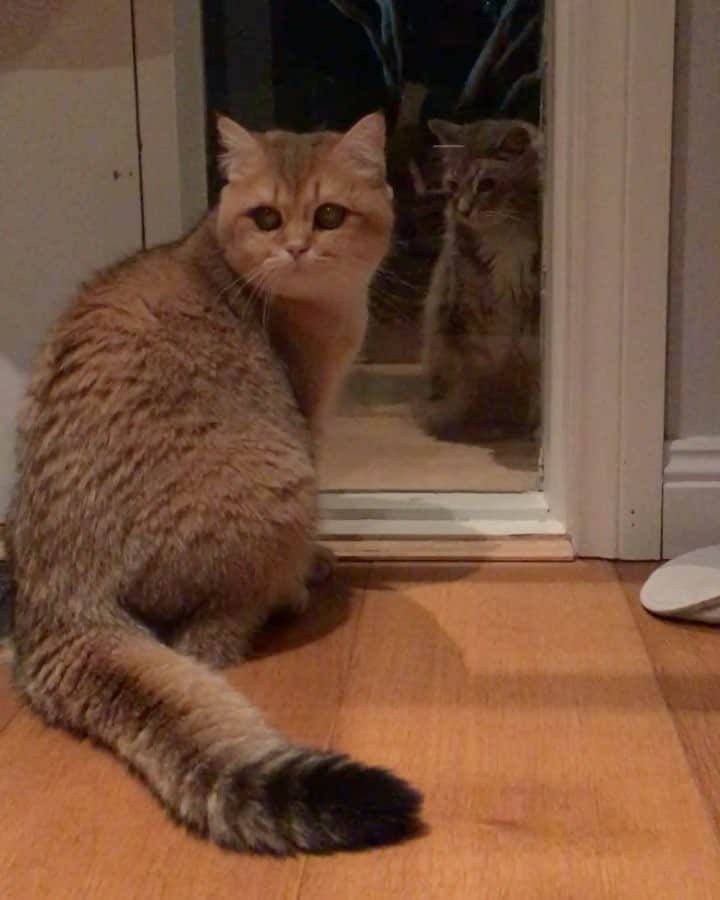 Pumpkinのインスタグラム：「When you want to hang out with your mate but your little brother won’t leave you alone @biglittlepudding ••••••••••••••••••••••••••••••••••••••••••••• . . . . . #pumpkinthepurrmachine #bouledepoil #catmyboss @go_animals_official @animals.co  @cats_of_instagram @catsnet @cats_of_world @cutepetclub #happycatclub #ronronar #みんねこ #animalvideo #catsnet #cats_of_world #แมว #ねこ #kedi #chaton #kawaii #animalsco #pleasantcats#thedailykitten #britishshorthair #gatton #gatti #gattini #fofo #catvideos #sweetcatclub #catloversclub #kittens_today #sunday #weekend」