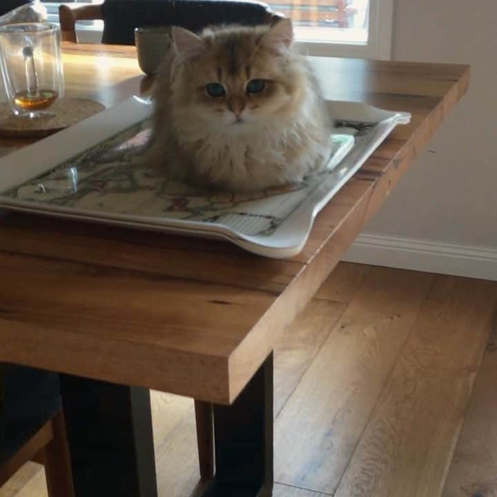 Pumpkinのインスタグラム：「Found a furr ball on the dining table this morning @biglittlepudding ••••••••••••••••••••••••••••••••••••••••••••• . . . . . #pumpkinthepurrmachine #bouledepoil #catmyboss @go_animals_official @animals.co  @cats_of_instagram @catsnet @cats_of_world @cutepetclub #happycatclub #ronronar #みんねこ #animalvideo #catsnet #cats_of_world #แมว #ねこ #kedi #chaton #kawaii #animalsco #pleasantcats#thedailykitten #britishshorthair #gatton #gatti #gattini #fofo #catvideos #sweetcatclub #catloversclub #kittens_today #sunday #weekend」