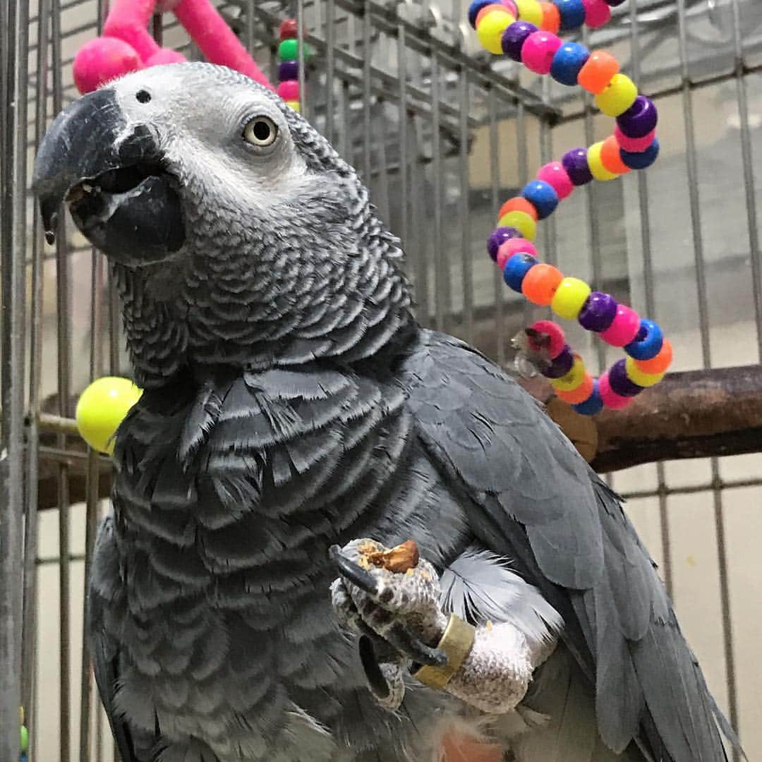 内田美奈子のインスタグラム：「今日はアーモンドよ！  #africangrayparrot #parrot #ヨウム ‪#じゃんくろ ‬」