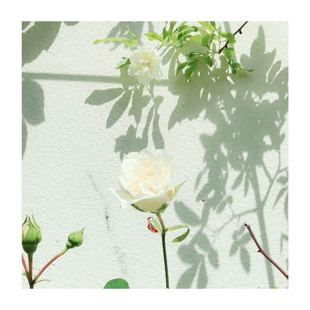 松雪泰子さんのインスタグラム写真 - (松雪泰子Instagram)「咲き始めの薔薇と木香薔薇 #今日も良い一日を  #並んでるのが可愛い #癒し」4月16日 8時58分 - yasukomatsuyuki_official