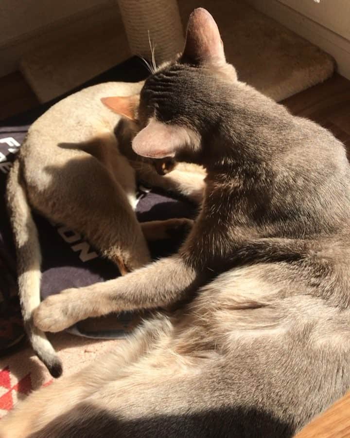 jill&titi&luna&lillyのインスタグラム：「みんな元気にゃす(◍′◡‵◍)💗」