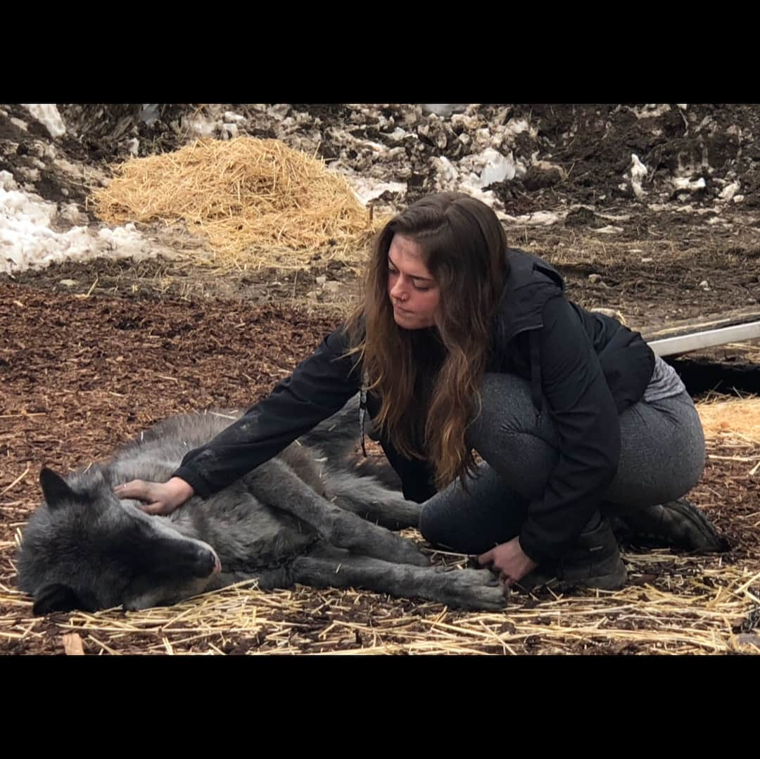 ジーナ・カラーノさんのインスタグラム写真 - (ジーナ・カラーノInstagram)「My wolfies 🐺I absolutely fell in love with this pack since the second I met them.. here are some of the men and women that handle the stars of our film. So much love and respect to you guys and a whole new love and respect to wolves. My heart pounds through my chest every time one of these beautiful animals are around... 🐺🎥🎬 #Daughterofthewolf @actionanimals_nae @therrien1 @dartagnan_therrien @maddypthompson @brendansandhu & all the others without instagrams. Thank you so much for everything. ♥️ miss you all. #ginacarano」4月16日 11時56分 - ginajcarano