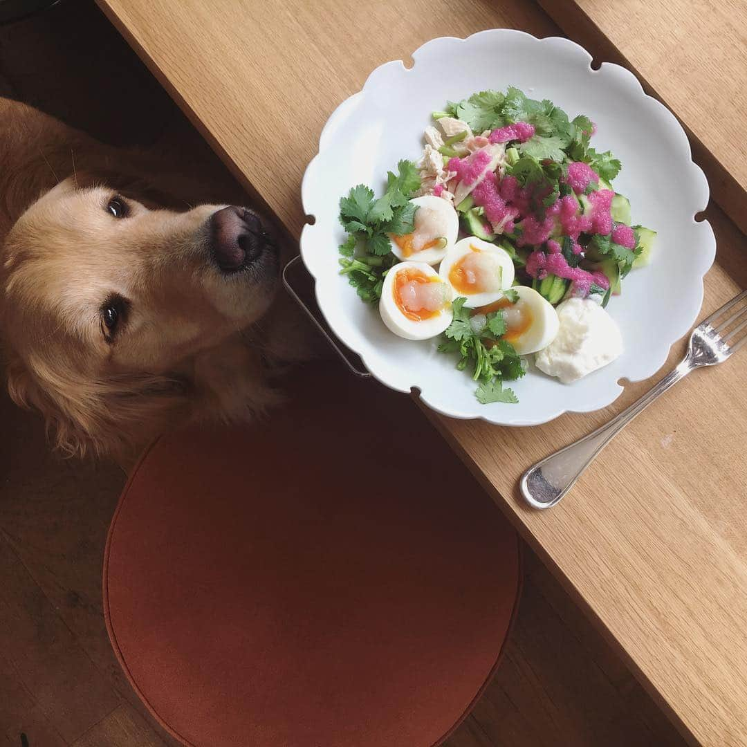 石田ゆり子さんのインスタグラム写真 - (石田ゆり子Instagram)「ご馳走サラダ。 ゆでたまご ゆでたささみ きゅうり 香菜 これに酵素たっぷりのドレッシングと 豆乳のマヨネーズを添えて。 今日もおいしく食べられることに感謝して。 いただきます。」4月16日 13時05分 - yuriyuri1003