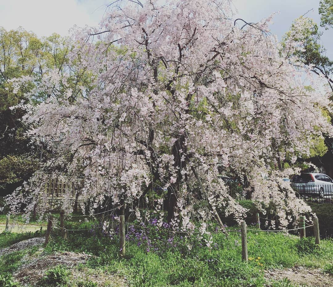 片山美紀さんのインスタグラム写真 - (片山美紀Instagram)「4月上旬は京都へ行ってきました。遅咲きの八重桜はあったものの、ソメイヨシノはほとんど葉桜でしたが、新緑がとっても綺麗で大満足でした🍀 京都と言えば、桜🌸🌸、紅葉🍁のシーズンが人気ですが、新緑もいいなぁ！と、子どもの頃から遠足で何度も京都は行っているけど、改めて実感。おすすめです！  初めて着物レンタルをしましたが、土日は浴衣選び→着付け→ヘアセットで約2時間。おしゃれは体力勝負ですね。混雑するので自分が着てみたい色柄を決めておくのがいいですね。 #京都#京都女子旅#女子旅#サク旅#着物レンタル#浴衣#夢館#かき氷#お茶と酒たすき#バトン#祇園#春#新緑#季節の楽しみ#気象予報士#平安神宮#お花見#そうだ京都行こう」4月16日 20時38分 - mikiktyma_otenkicooking