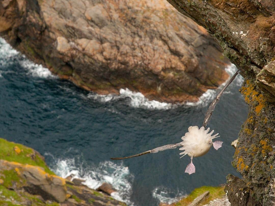 thephotosocietyさんのインスタグラム写真 - (thephotosocietyInstagram)「Photograph by @andyparkinsonphoto/@thephotosociety  Fulmar hanging over a precipitous drop – As wildlife photographers we can occasionally become known for particular images, often if they’ve been lucky enough to feature in major international competitions. This image was the first image of mine that I got awarded in Wildlife Photographer of the Year and it was captured whilst I was working #onassignment for @natgeo up in the Shetland Islands. On this particular day I’d decided to go and explore some new parts of the vast coastline but storm force winds were hampering my progress. Nevertheless the air was filled with birds, soaring on the surging updrafts but it was this fulmar that most garnered my attention. It was hovering just a few inches from the cliff edge before wheeling around and then returning in a circular motion. I’ve never been very good with heights but the surging wind, relentless and consistent gave me the confidence to lean out into it, over the void. I needed to do this as I was trying to exclude any and all foreground and so that I could look directly downwards. My only regret is that I didn’t have a proper wide angle lens on me as this was shot on a 28mm lens. Having a wider angle would of course had made the fulmar smaller but it would also have expanded the perspective, thereby making the drop even greater and even more dramatic. The final piece of the jigsaw was of course some good old fashioned luck and I just happened to be pressing the shutter when a stronger than usual gust of wind meant that the fulmar suddenly had to rebalance and recompose itself. It did this by both bringing its legs out to act as stabilisers and also erected its tail feathers, all at the exact moment that my finger was hitting the shutter. Please #followme at @andyparkinsonphoto to keep up-to-date with my images @andyparkinsonphoto @natgeo @thephotosociety」4月17日 10時28分 - thephotosociety