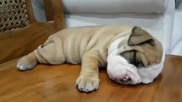 Paw Heartのインスタグラム：「Aww😍 By @rooney.the.bully via @petchannel」