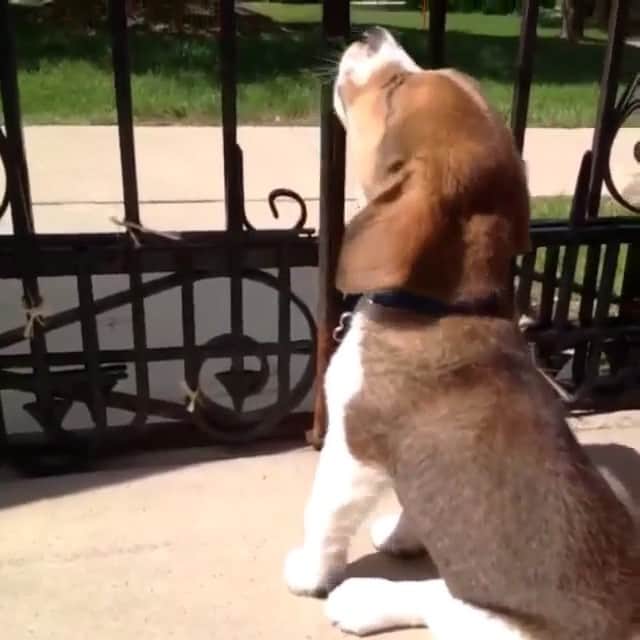 Animalsのインスタグラム：「Aww😍」