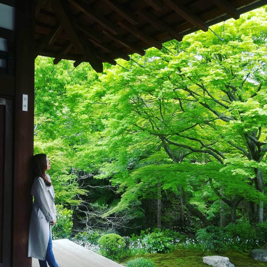 杉山由紀子のインスタグラム：「京都にきてます✨ @東福寺 緑の紅葉がすてき✨ * 明日大阪京都撮影のため 今日は前日入りを利用して 母を連れて観光中✨ * だいぶ喜んでる母をみて もっと連れていってあげなきゃ と痛感✨✨ * * 明日はヘリに乗ります♥️ 頭上からの観光♥️ たのしみだ😊 * * #日本 #京都 #大阪 #観光 #緑 #紅葉 #東福寺 #お寺 #龍 #tokyo #kyoto #oosaka #枯山水 #石庭 #ヘリ #母孝行 #杉山由紀子 #followme #japan #tokyo #girl #model #モデル #お気に入り #おすすめ」