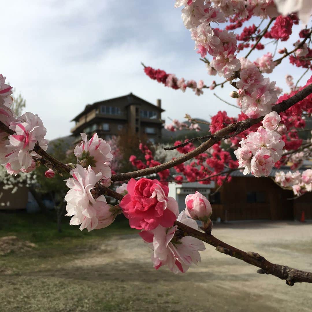 南條庄祐（すゑひろがりず）さんのインスタグラム写真 - (南條庄祐（すゑひろがりず）Instagram)「長野県で見た源平花桃という桃の木。なにこれ。めっちゃ雅。紅白に咲き分ける事から源平の旗色に因んで名付けられたんやて。#老後に見るやつ #もう見てもうた #老後など来ない」4月18日 14時52分 - garis.nanjo