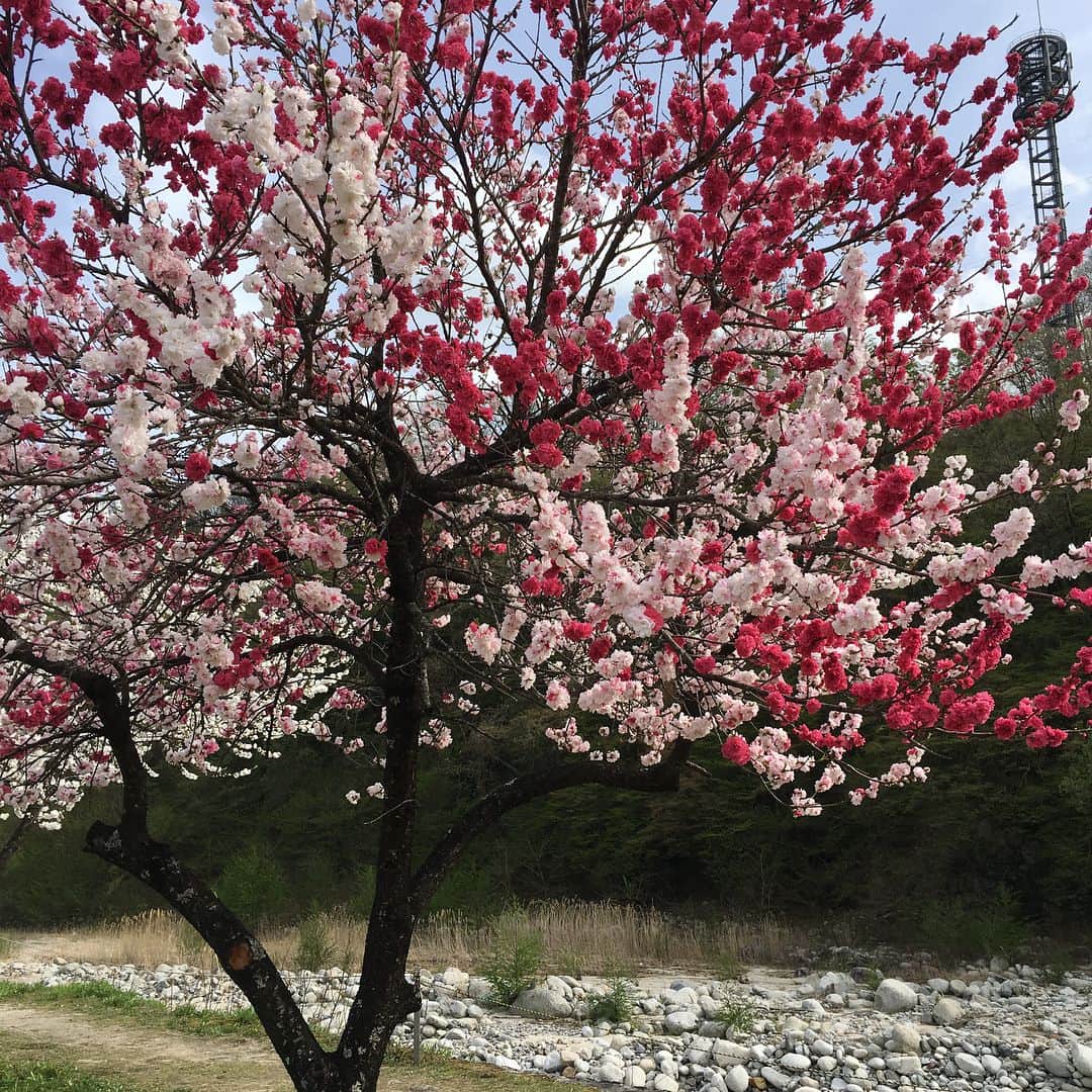 南條庄祐（すゑひろがりず）さんのインスタグラム写真 - (南條庄祐（すゑひろがりず）Instagram)「長野県で見た源平花桃という桃の木。なにこれ。めっちゃ雅。紅白に咲き分ける事から源平の旗色に因んで名付けられたんやて。#老後に見るやつ #もう見てもうた #老後など来ない」4月18日 14時52分 - garis.nanjo
