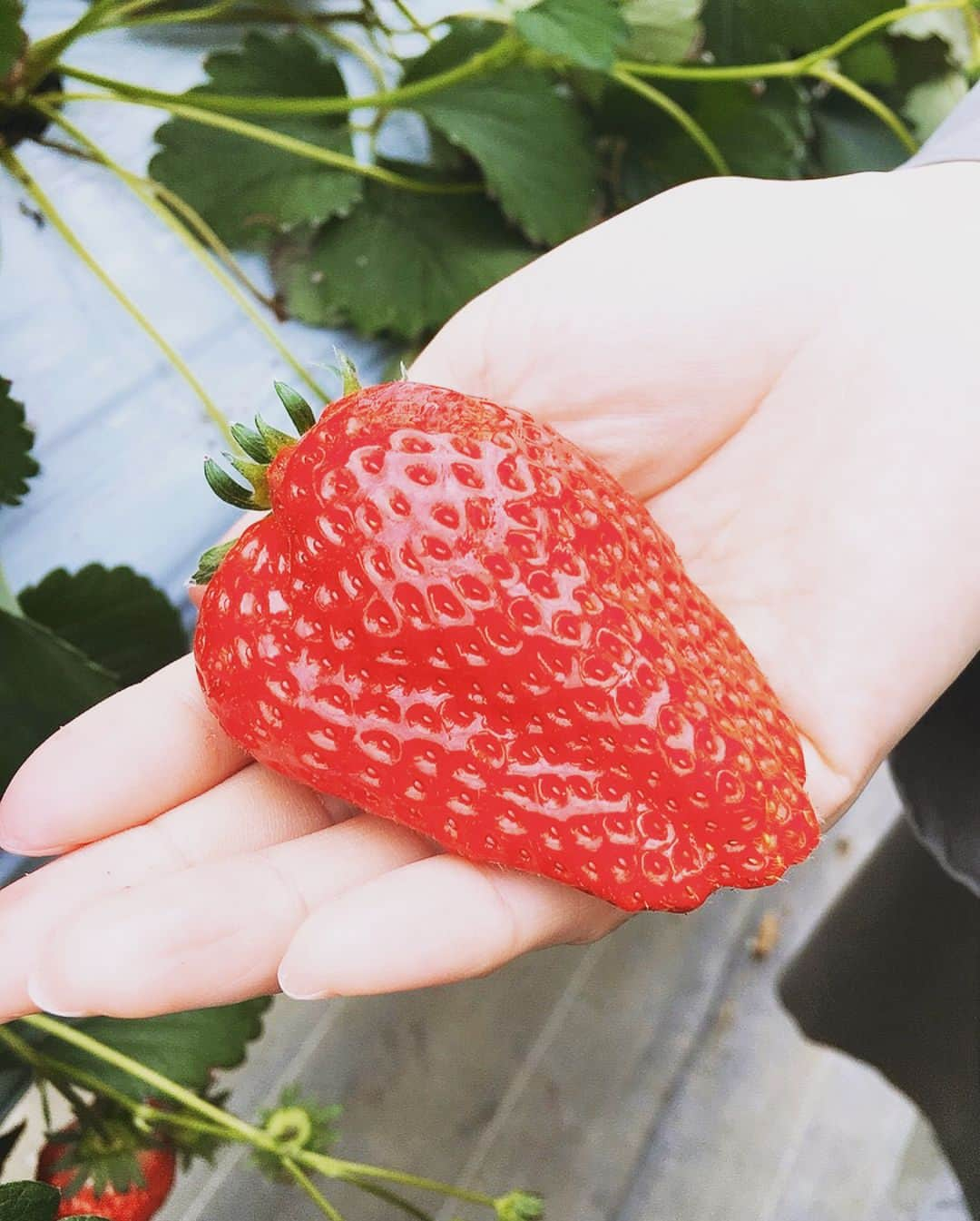 巴山萌菜さんのインスタグラム写真 - (巴山萌菜Instagram)「昨日のもな生でお話しした いちご狩り…(・∀・♡ #もな生 #もなもな生放送 #もな生ひとりでできるかな #ペリスコープ #periscope #monatomoyama #巴山萌菜 #いちご狩り #いちご #いちご大好き #いろんな狩があるんだなぁ」4月18日 10時54分 - mona_tomoyama