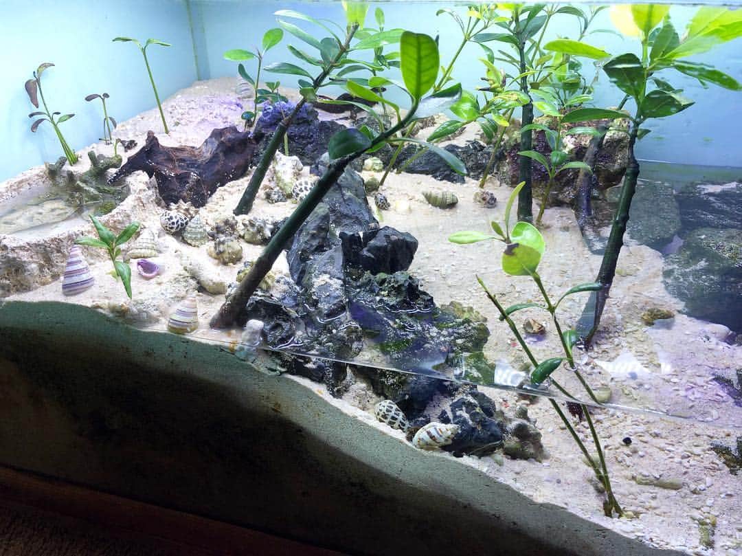 渡辺俊介さんのインスタグラム写真 - (渡辺俊介Instagram)「水槽掃除完了 #マングローブ #ヤドカリ #ゼンスイ」4月18日 14時14分 - wata_submarine