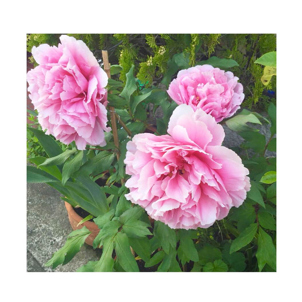 小澤陽子さんのインスタグラム写真 - (小澤陽子Instagram)「in private❁  突如、実家の前に現れた、このぶりぶりに咲いた、綺麗なお花🌷 祖父が🏘お隣さんからの『プレゼント』かな？✨ と思い、尋ねたそうで。 *  そうしたら、お花が好きだった私のおばあちゃまが、元気な時に買っていたものだったそうなんです👵🏻❣️ お隣さんが、大事に育ててくれていて、綺麗に咲いたということで、玄関前に置いてくれていたんです😭😭💖 そんな、素敵な人たちに囲まれた、幸せなおばあちゃま😊💗 * * *  今日は、亡くなった だいすきな おばあちゃまの月命日🌙 まだまだ色んなところに、温もりがある… でも、もう半年が経ちました。 早いような遅いような…とにかくまだ実感がないです。 * *  いつも明るく温かく、お上品だけど、愉快で。みんなに愛される人でした❤︎ * ずっと見守ってくれているはずなので！ がんばらなきゃ💫  #withlotsofLOVE #heartwarming #牡丹❁ #おざわーるど🌏  #育ての親 #大好きなおばあちゃま❤️ #元気かな〜？ 🐶」4月18日 19時15分 - yoko.ozawa729