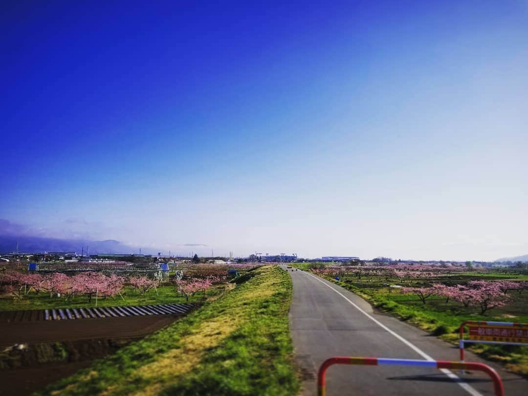 小平奈緒のインスタグラム：「Lente😊💠 桜が終わったら、リンゴの花の季節💠咲き始めはピンクで、これから白に変わっていきます🐝 #長野オリンピックスタジアム #早朝サイクリング🚴  #長野五輪の街に暮らしてる不思議 #犬とキジには必ず出会う #あとは猿だけ🐒」