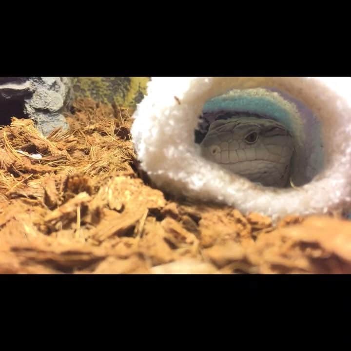 進祐哉のインスタグラム：「😵〜💨 #アオジタトカゲ」