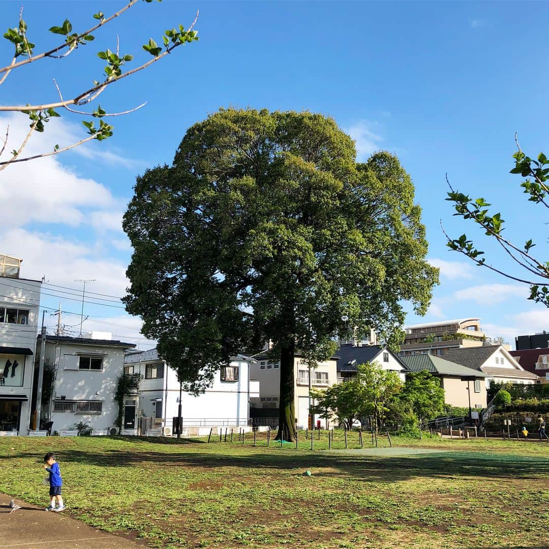 ギモさんのインスタグラム写真 - (ギモInstagram)「🌳 너무 귀여운 콤비! #japan #kichijoji #키치죠지」4月19日 8時13分 - 1room1cat