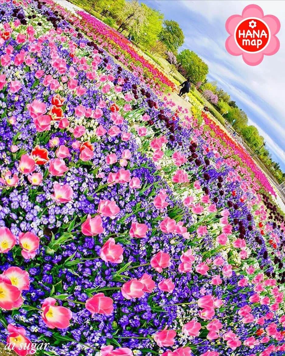 はなまっぷ❁日本の花風景のインスタグラム