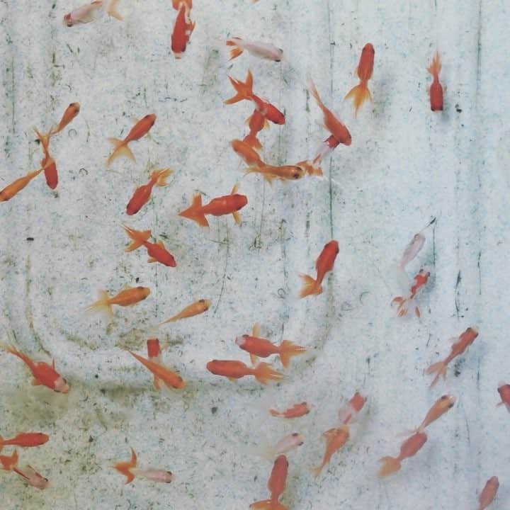 竹村真奈のインスタグラム：「とある対談撮影で朝から釣り堀へ。金魚釣りとか金魚すくいとかもあって超楽しい。今度娘を連れてきたいけど、触るの嫌がりそう。」