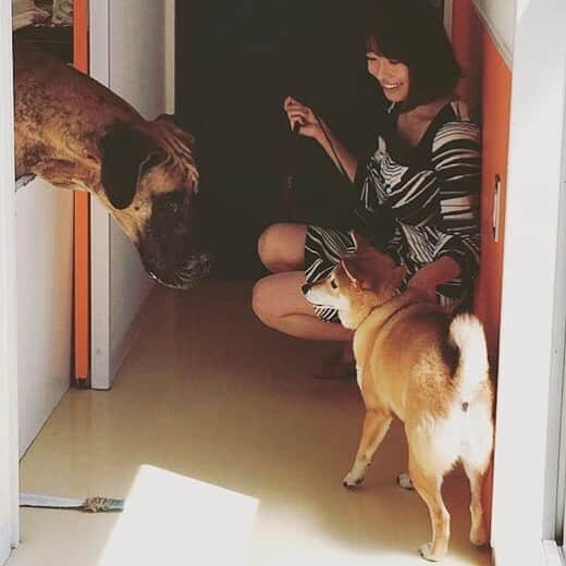 松山まなかさんのインスタグラム写真 - (松山まなかInstagram)「#柴犬 #グレートデン #大きくて怖いなの😣 #大型犬 #優しく良い子 #dog #pure #癒し #マラソン女子」4月20日 8時38分 - manakamatsuyama