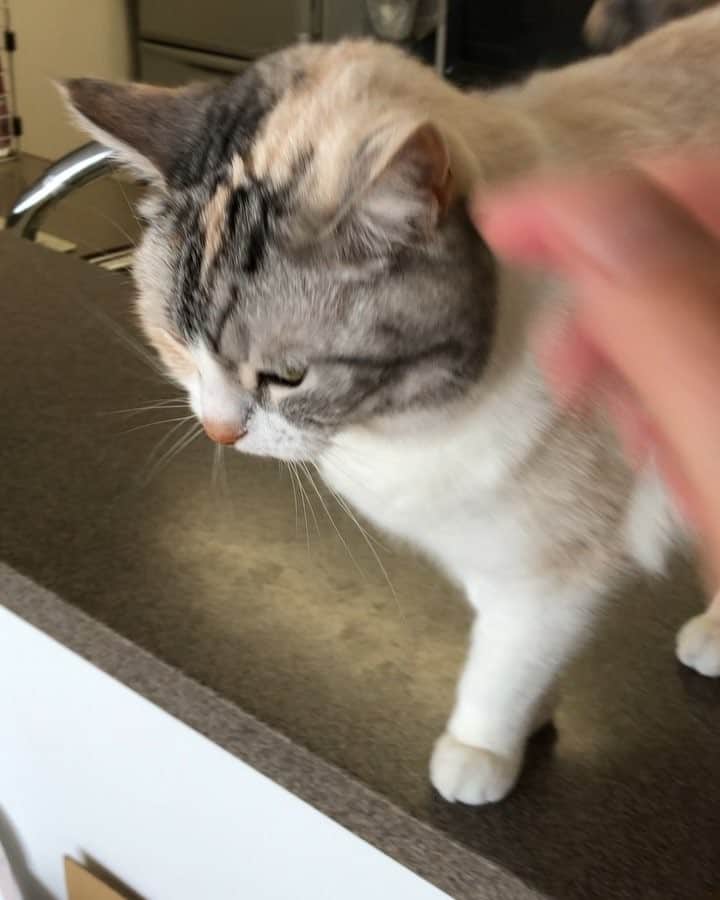 Natsukiのインスタグラム：「仕事に行くぞー、って時に、この甘えられっぷり。出かけられない…w  #cat #scottishfold」