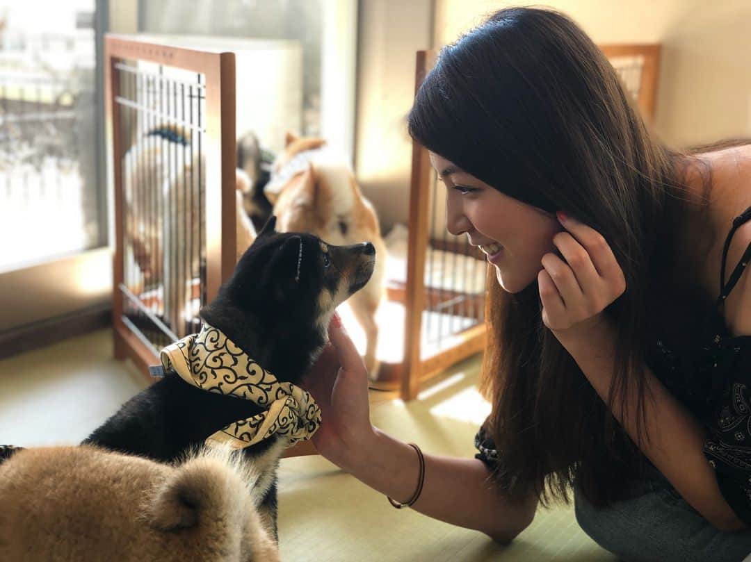 源崎トモエのインスタグラム：「念願の♡♡ 鎌倉乃豆柴カフェ🐕💕 最高に癒された☺️❤️❤️ . #豆柴#柴犬##黒柴#豆柴カフェ#鎌倉 #柴犬大好き#しばいぬ部」