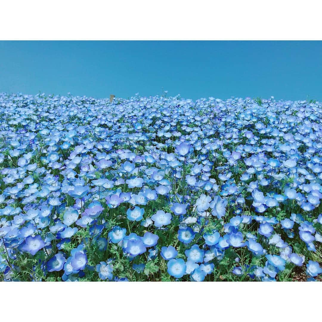 松澤千晶さんのインスタグラム写真 - (松澤千晶Instagram)「ひたちなか海浜公園のネモフィラ、見てきました。実は誕生花で、最近はまほよめに出てきて嬉しかったり、DTBを思い出したり。あなたを許すの花言葉通り、何だか救われた気がします。 #ネモフィラ #瑠璃唐草 #ひたち海浜公園 #魔法使いの嫁 #DARKERTHANBLACK」4月20日 20時29分 - chiaki_matsuzawa