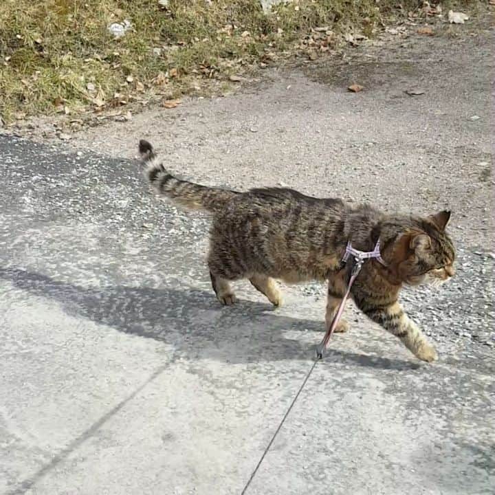 Swedish Cat Mafiaのインスタグラム