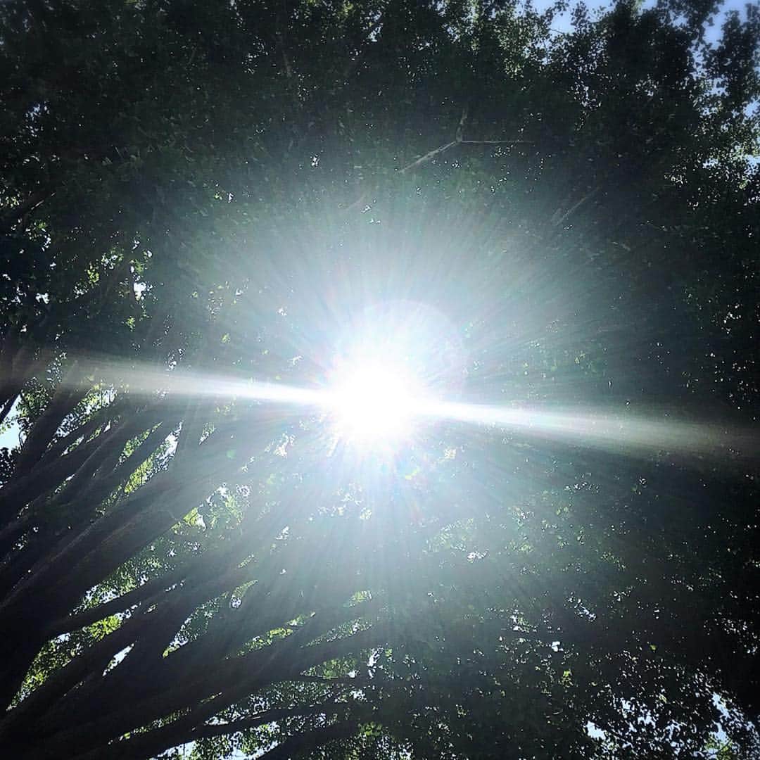 増田裕之のインスタグラム：「いや、陽射し！ #夏 #木 #太陽」