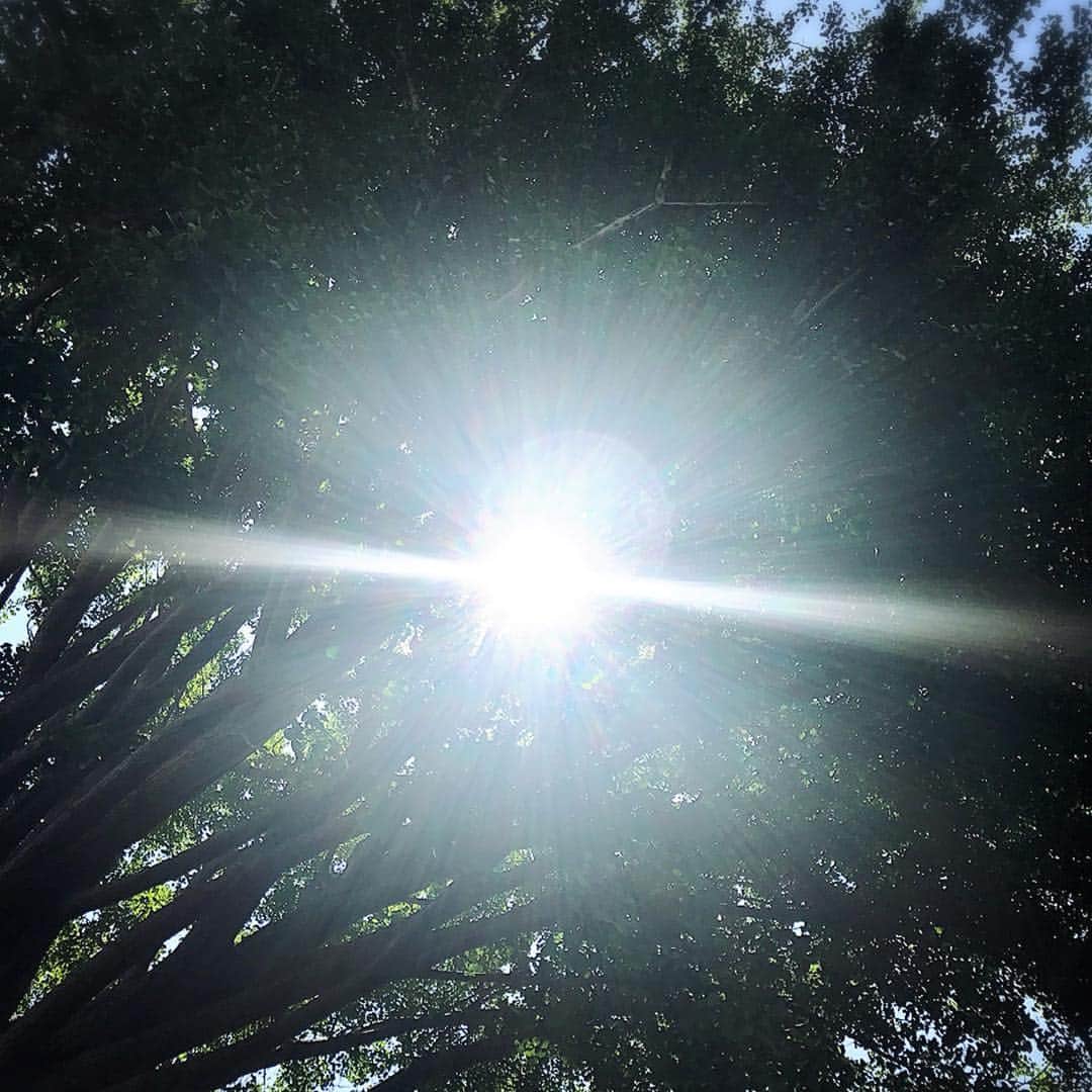 のインスタグラム：「いや、陽射し！ #夏 #木 #太陽」