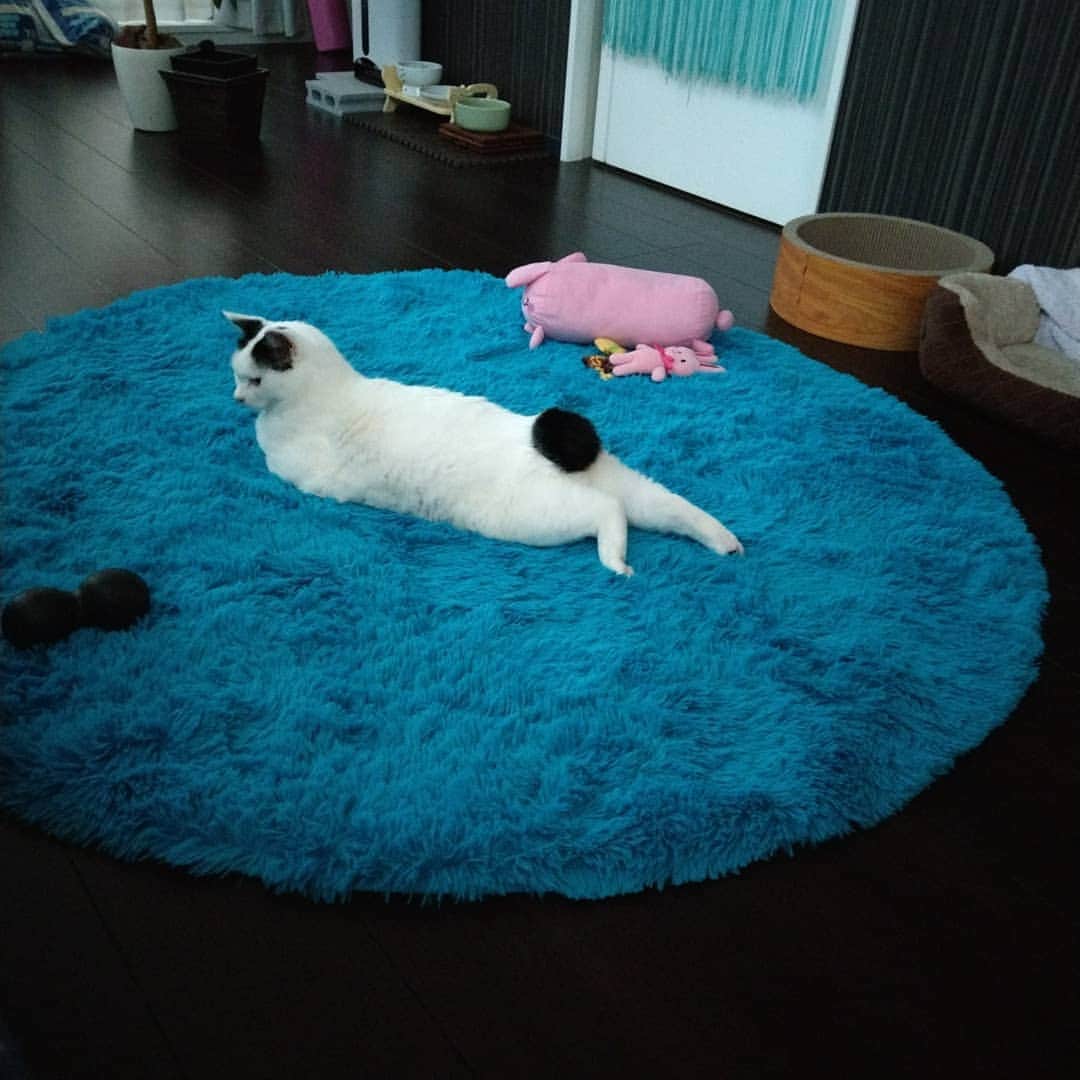 Naokoさんのインスタグラム写真 - (NaokoInstagram)「ある日の明け方せつこちゃん😽💕. . 完璧なフォルムでくつろいでおりました😁✨. . . #ねこあざらしせつこちゃん #せっちゃんのアザラシポーズ #アザラシポーズのせつこ #せつノコ #ねこ #ネコ #ネコ部 #ペコねこ部 #ふわもこ部 #みんねこ #保護猫 #元野良猫 #ジャパニーズボブテイル #ちょんぼりしっぽ部 #せつこ #せっちゃん #instacat #instapet #ilovemycat #japanesebobtail #setsuko #ぽんぽんしっぽ」5月16日 19時49分 - setsunao