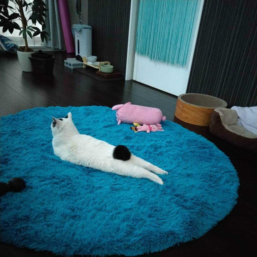 Naokoさんのインスタグラム写真 - (NaokoInstagram)「ある日の明け方せつこちゃん😽💕. . 完璧なフォルムでくつろいでおりました😁✨. . . #ねこあざらしせつこちゃん #せっちゃんのアザラシポーズ #アザラシポーズのせつこ #せつノコ #ねこ #ネコ #ネコ部 #ペコねこ部 #ふわもこ部 #みんねこ #保護猫 #元野良猫 #ジャパニーズボブテイル #ちょんぼりしっぽ部 #せつこ #せっちゃん #instacat #instapet #ilovemycat #japanesebobtail #setsuko #ぽんぽんしっぽ」5月16日 19時49分 - setsunao